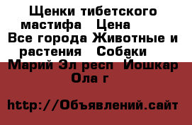 Щенки тибетского мастифа › Цена ­ 80 - Все города Животные и растения » Собаки   . Марий Эл респ.,Йошкар-Ола г.